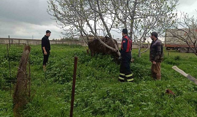Mardin'de kuyuya düşen ineği itfaiye kurtardı