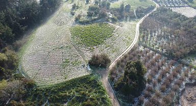 Mersin'de misket büyüklüğünde dolu etkili oldu: Orman ve bahçeler beyaza büründü