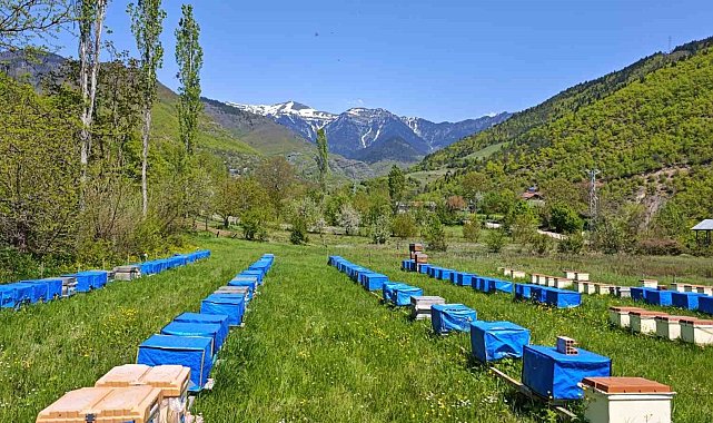 Mevsim normallerinin altında seyreden hava sıcaklığı arıcıları vurdu, uzmanlardan kritik uyarı