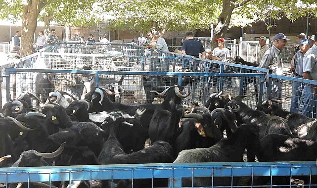 Muğla'da şap hastalığı kontrol altına alındı, Bayır Hayvan Pazarı açılıyor