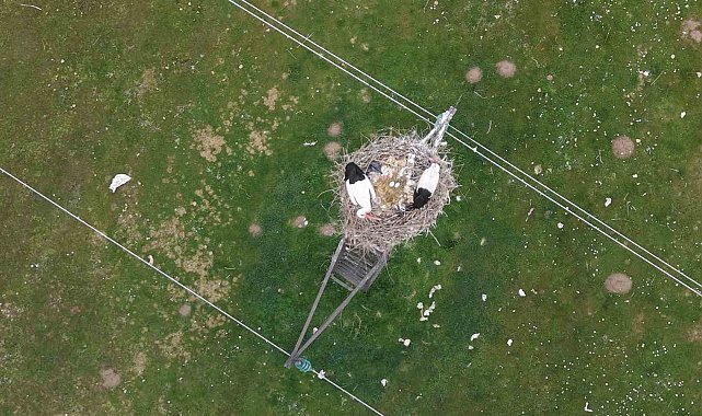 Muş Ovası'nda baharın habercisi leylekler kuluçkaya hazırlanıyor