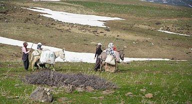 Muş'ta çiriş otu köylülerin geçim kaynağı oldu