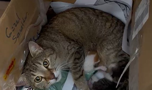 Okulun maskot kedisi yavrularını öğretmenler odasına taşıdı