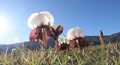 Oltu'da kurt kulakları meraları süslüyor