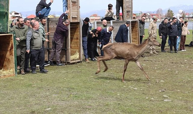 Ordu'da doğaya 16 kızıl geyik salındı