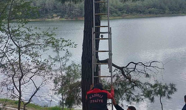 Osmaniye'de ağaca takılan kargayı itfaiye kurtardı