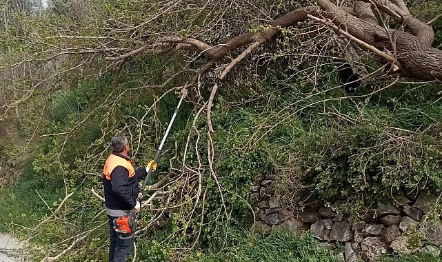 Osmaniye'de fırtına etkili oldu, devrilen ağaçlar yolları kapattı
