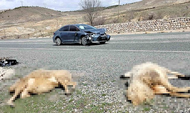 Otomobil koyun sürüsüne daldı: 9 koyun telef oldu