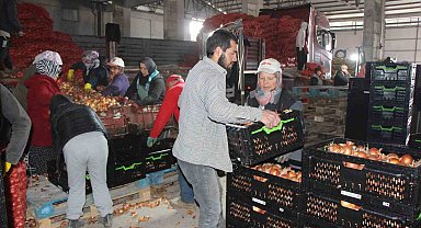 Pazarın en ucuzu soğan Amasya'dan Avrupa'ya gönderiliyor