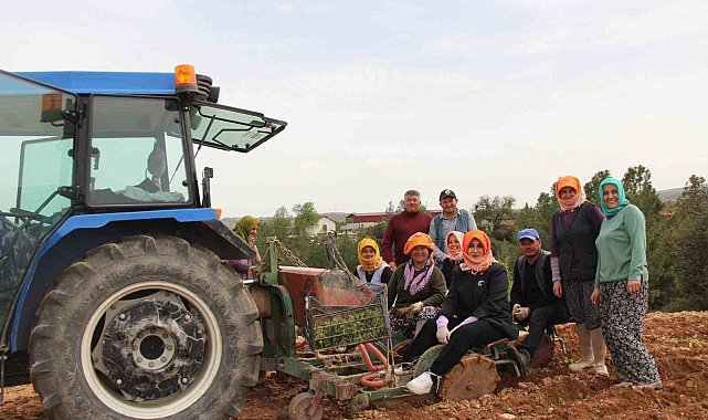 Poşusunu takan Kaymakam Kuran üreticilerle birlikte kekik dikti