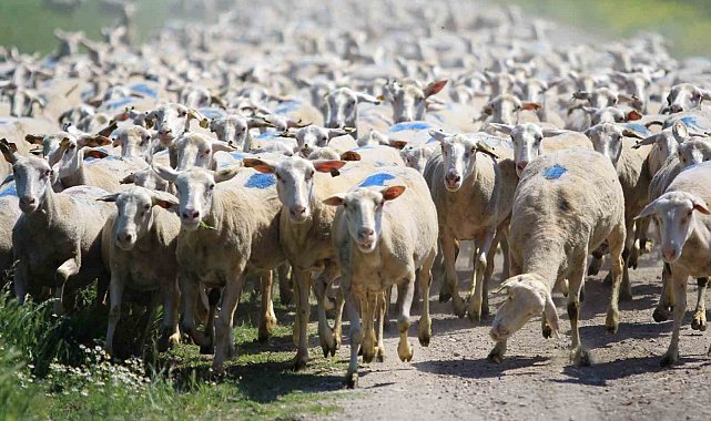 "Kırsalda Bereket Küçükbaşa Destek Projesi"nde son gün uyarısı