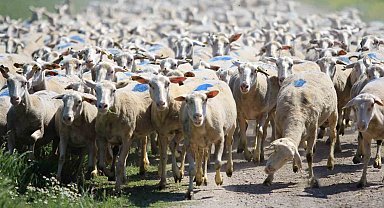 "Kırsalda Bereket Küçükbaşa Destek Projesi"nde son gün uyarısı