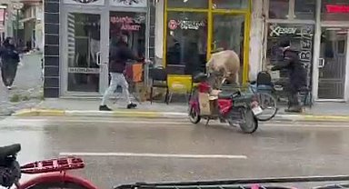 Sahibinin elinden kaçan inek bakın nereye girmeye çalıştı