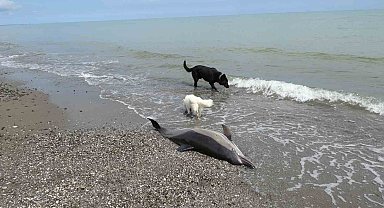 Sahile vuran ölü yunuslar tedirgin ediyor