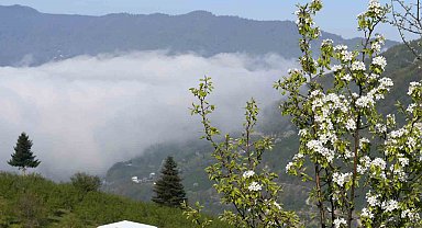 Sakarya'nın yüksek kesimlerinde bahar güzelliği