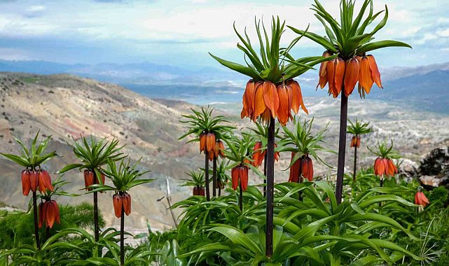 Sakız Dağı'nda ters laleler görsel şölen sunuyor