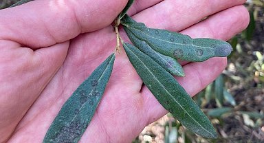 Salihli'de 'Halkalı leke' uyarısı