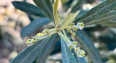 Salihli'de zeytin üreticilerine "Zeytin Pamuklu Biti" uyarısı