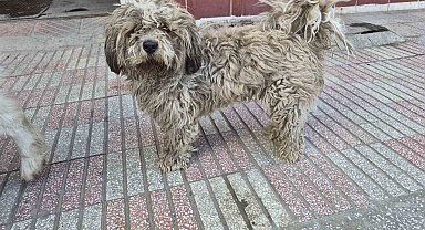 Sanayide tüyleri kirlenen beyaz köpek adeta kapkara oldu