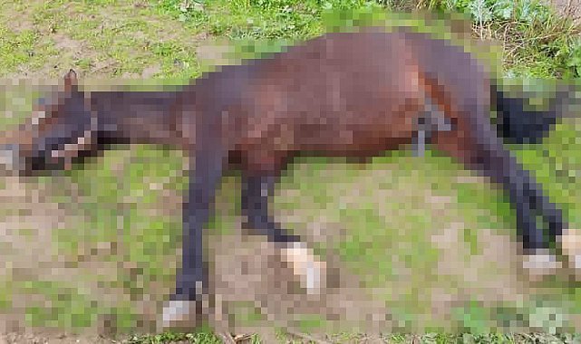 Şanlıurfa'da yıldırım isabet eden at telef oldu