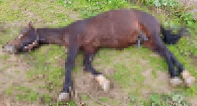 Şanlıurfa'da yıldırım isabet eden at telef oldu