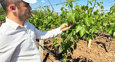 Sarıgöl bağlarında 3K hamlesi