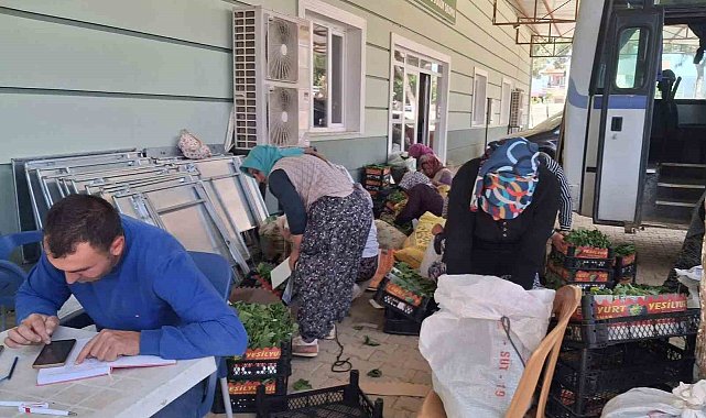 Sarıgöl'de taze bağ yaprağı mesaisi başladı