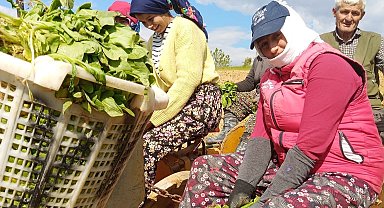 Sarıgöl'de tütün dikimi başladı