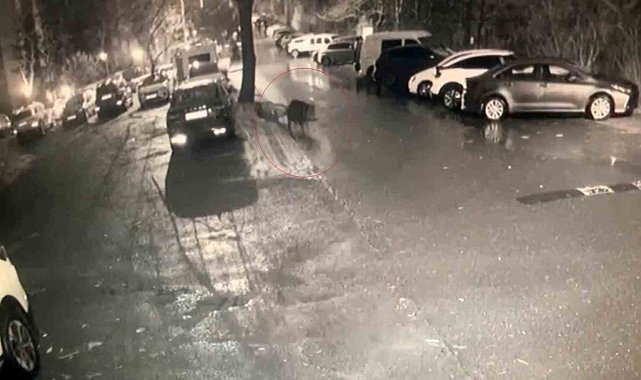 Sarıyer'de aç kalan domuzlar hastane yakınına kadar geldi