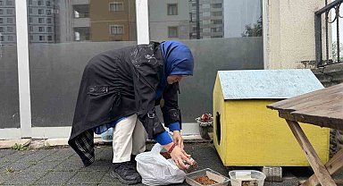 Şehir merkezine inen tilki kimseye aldırış etmeden karnını doyurdu