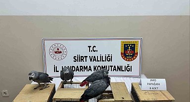 Siirt'te 8 jako papağan ele geçirildi
