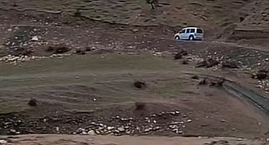 Siirt'te sağanak yağış hayvancılığı olumsuz etkiledi