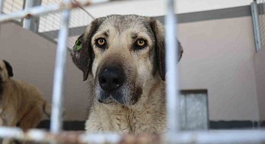 Şikayetler 100'den 20'ye indi: Başiskele'de sokak hayvanı şikayetleri büyük oranda düştü