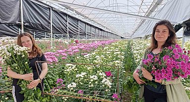 Simav'da jeotermal seralarda kasımpatı hasadı başladı