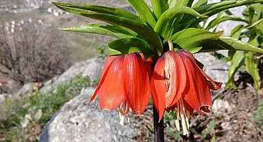 Sincik dağlarında açan ters laleler hayran bırakıyor