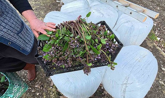 Sinop'ta bahar aylarının lezzeti: Zılbıt pazarlarda ilgi görüyor