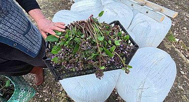 Sinop'ta bahar aylarının lezzeti: Zılbıt pazarlarda ilgi görüyor