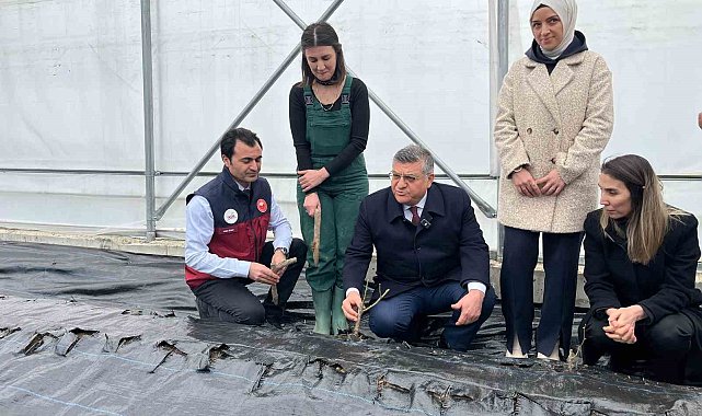 Sinop'ta IPARD desteğiyle kurulan serada ilk gül fidanları toprakla buluştu