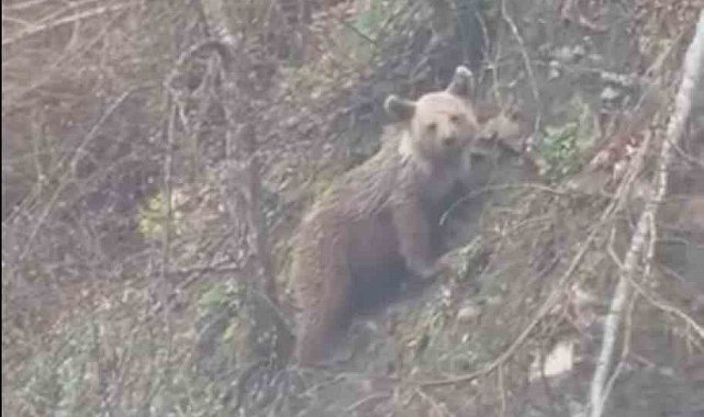 Sinop'ta yavru ayı yolda görüntülendi