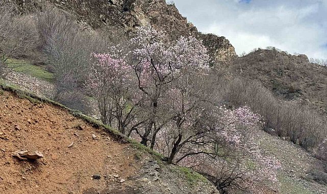Şırnak'ta badem ağaçları çiçek açtı