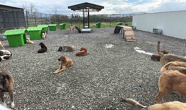 Sokak hayvanları doğal yaşam alanına kavuştu