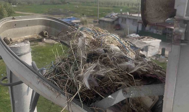Sokak lambaları kuşlara yuva oldu