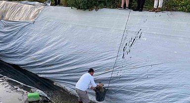 Sulama havuzuna düşen 5 yavru köpeği belediye ekipleri kurtardı