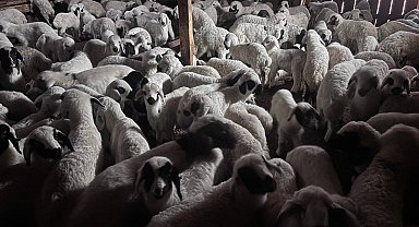 Sürülerde bahar hareketliliği: Kuzular annelerini böyle buldu