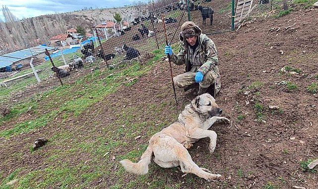 Sürünün muhafızı çoban köpekleri, çobanlara can dostu oluyor