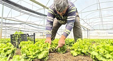 Tarlada ortalama 15 TL olan marul tezgahlarda 100 TL'ye satılıyor