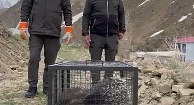 Tedavisi tamamlanan oklu kirpi doğaya salındı