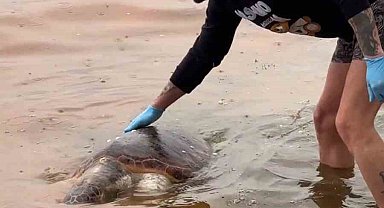 Tekirdağ'da ölü caretta caretta kıyıya vurdu
