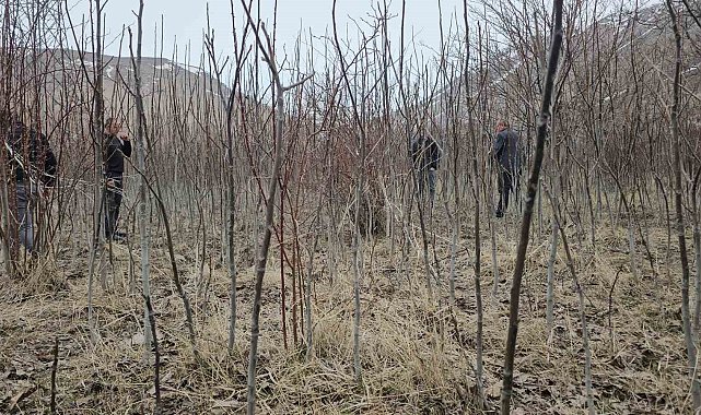 Tescilli Adilcevaz ceviz fidanı satışa sunuldu