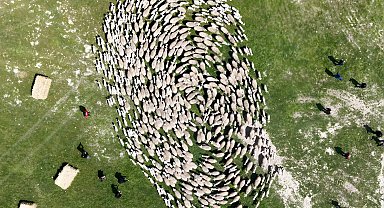 TİGEM'de 'kavuşma' sevinci... Koyun ve kuzular buluştu